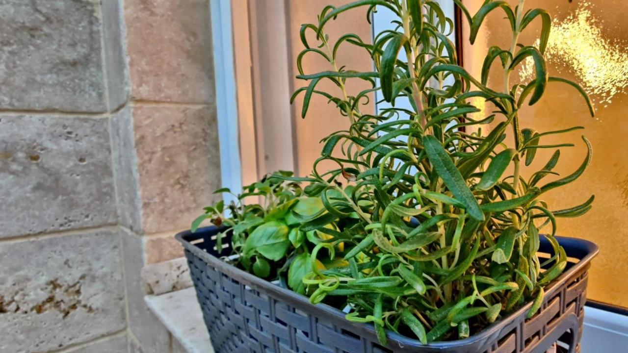 Primrose Boutique Apartment Aszdod Zewnętrze zdjęcie